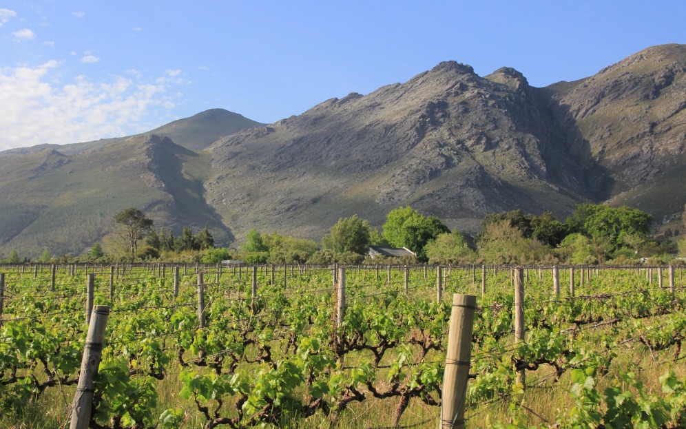 Beautiful vineyard in South Africa
