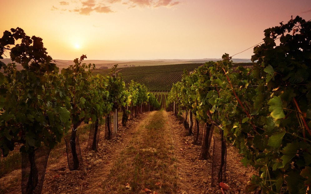An Australian winery at sunset